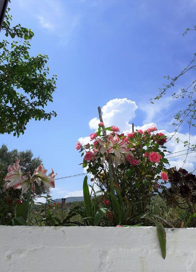 Ratzaklíon Daphnes Apartments מראה חיצוני תמונה